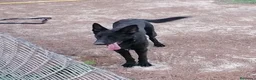 Pastor Alemán perros en venta: Pastor alemán negro - Anuncio 1