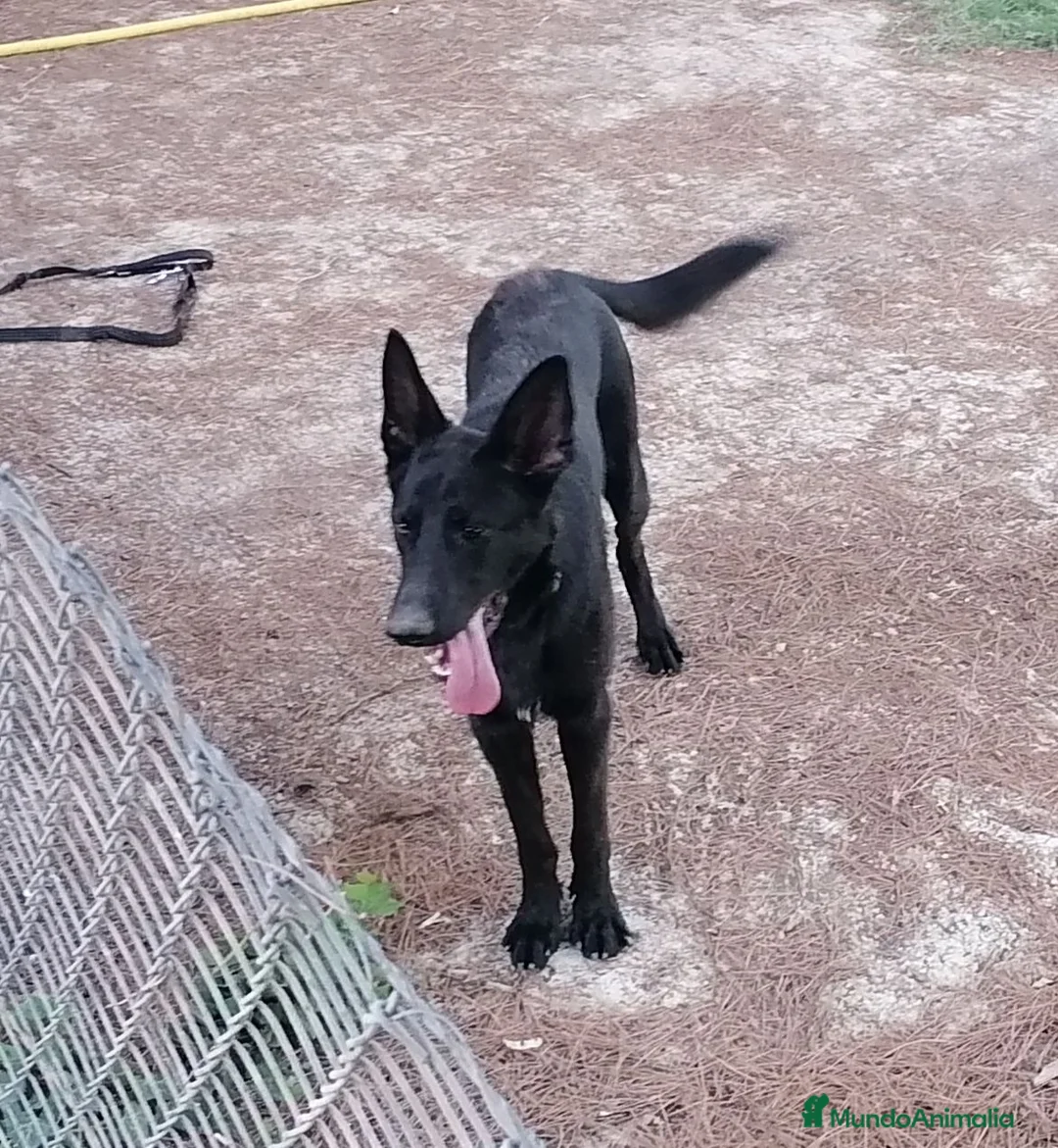 Pastor Alemán perros en venta: Pastor alemán negro - Anuncio 1