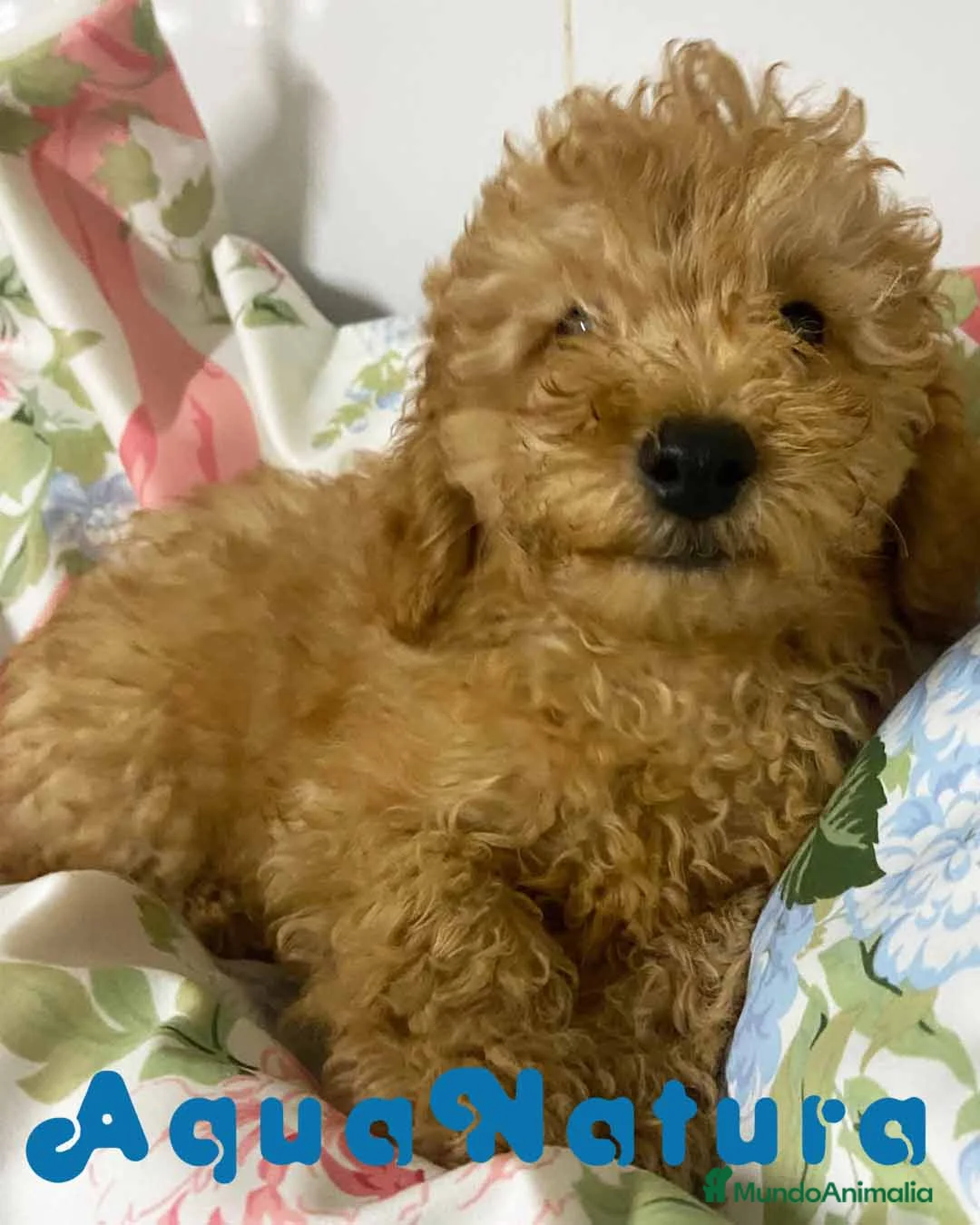 Caniche Mediano perros en venta: Caniche Macho de Camila y Can 5881 AQUANATURA en Barcelona - Anuncio 3