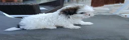 Shih Tzu perros en venta: MalShi. Shihtzu x Maltes - Anuncio 6