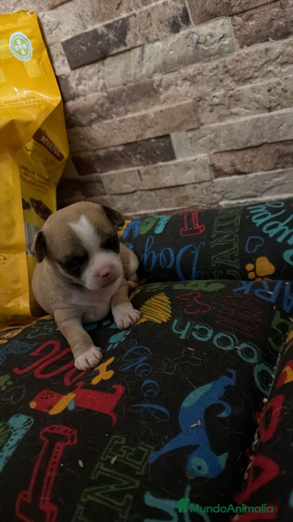Chihuahua perros Chihuahua toy  - Anuncio 2