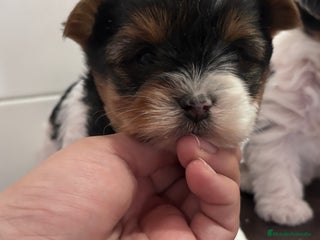 Biewer Yorkshire Terrier a la Pom Pon perros Biewer - Anuncio 2