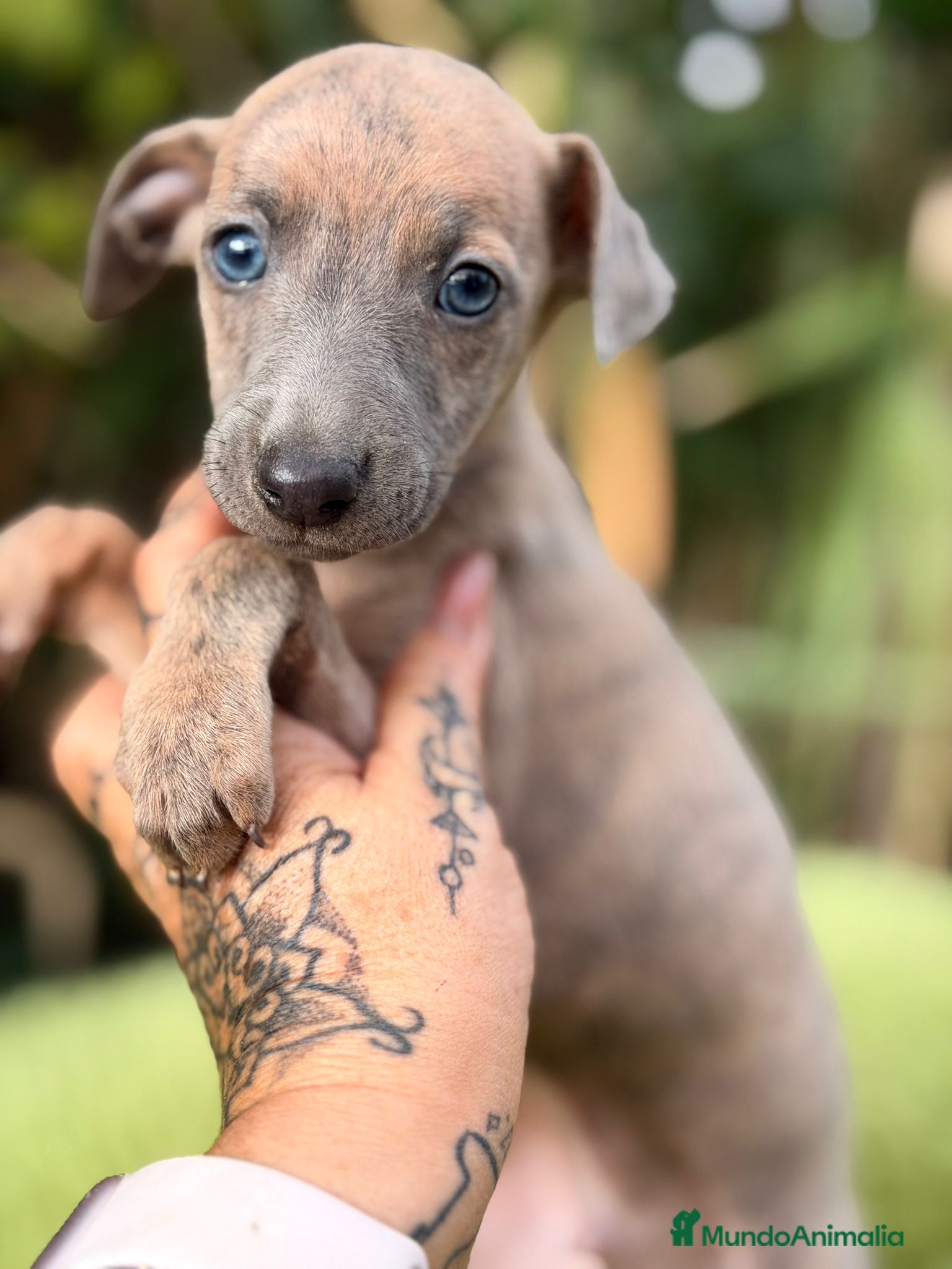 Pequeño Lebrel Italiano perros Piccolo italiano atigrado - Anuncio 28