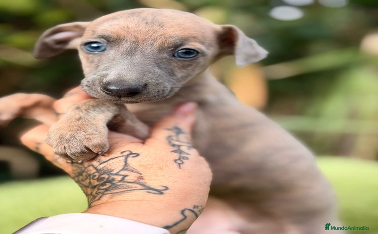 Pequeño Lebrel Italiano perros Piccolo italiano atigrado - Anuncio 1
