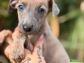 Pequeño Lebrel Italiano perros Piccolo italiano atigrado - Anuncio 6