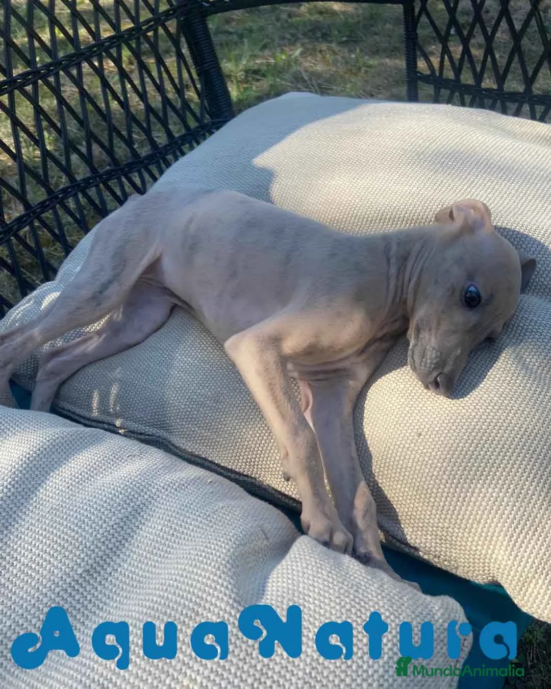 Pequeño Lebrel Italiano perros en venta: Lebrel Italiano Hembra 1977 AQUANATURA - Anuncio 10