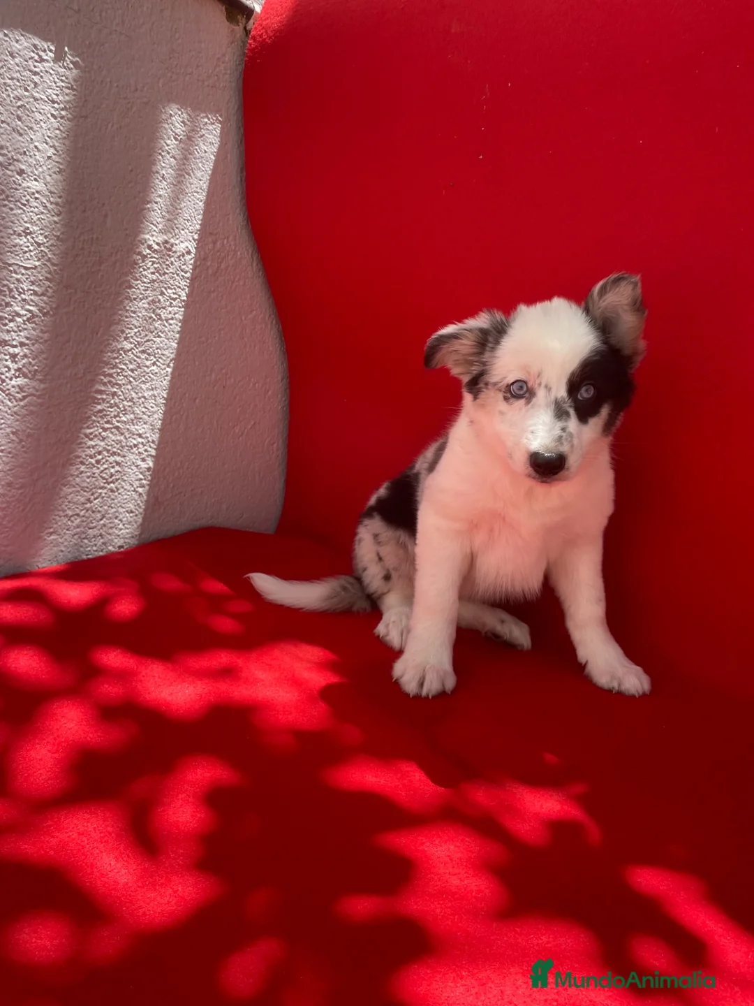 Border Collie perros en venta: Excelentes cachorras Border collie  - Anuncio 2