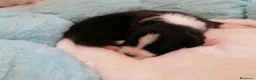 Pastor Australiano perros en venta: Excelente camada de Pastor Australiano  - Anuncio 4