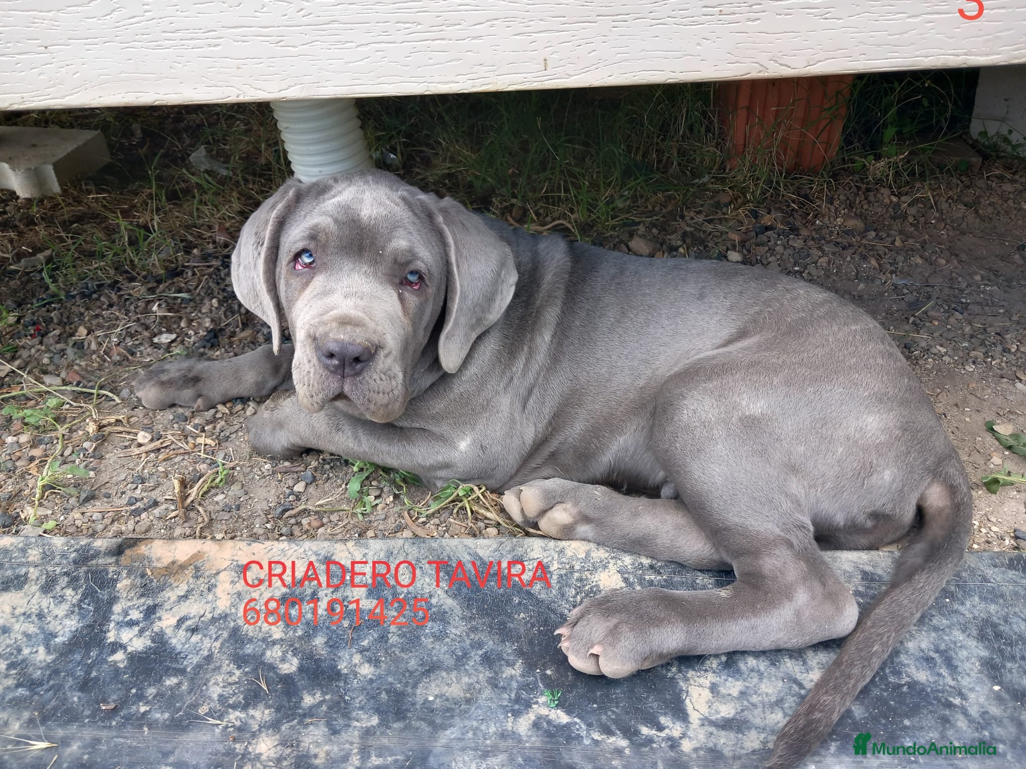 Cane Corso perros Mastin Napolitano - Anuncio 20