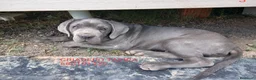 Cane Corso perros en venta: Mastin Napolitano - Anuncio 1