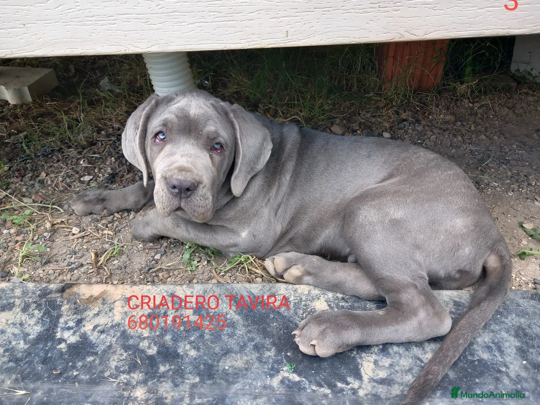 Cane Corso perros en venta: Mastin Napolitano - Anuncio 1