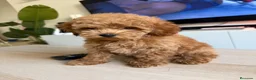 Caniche Toy perros en venta: Caniche toy rojo  - Anuncio 4