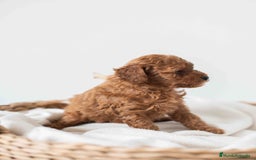 Caniche Toy perros en venta: Caniche toy hembra - Imagen 4