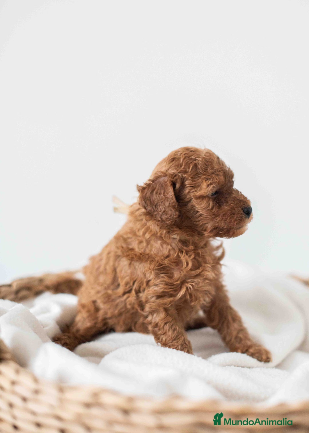 Caniche Toy perros en venta: Caniche toy hembra - Imagen 4