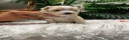 Maltipoo perros en venta: MALTIPOO - Anuncio 3