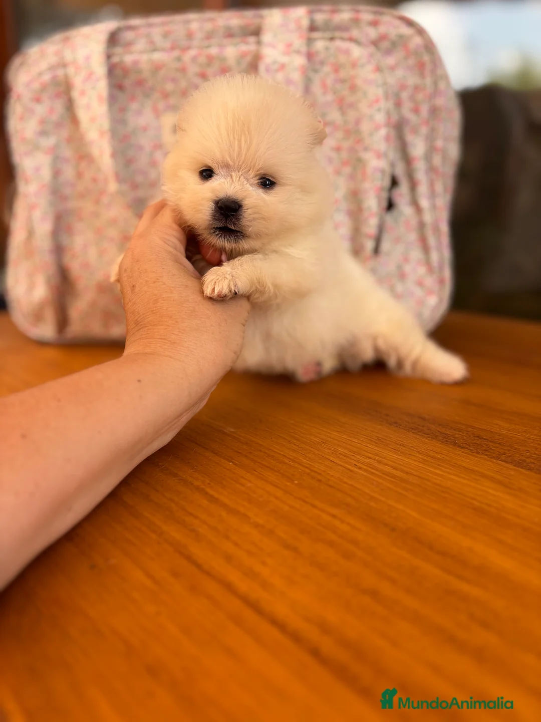 Pomerania perros en venta: Pomerania muy bonitos !!! - Anuncio 11