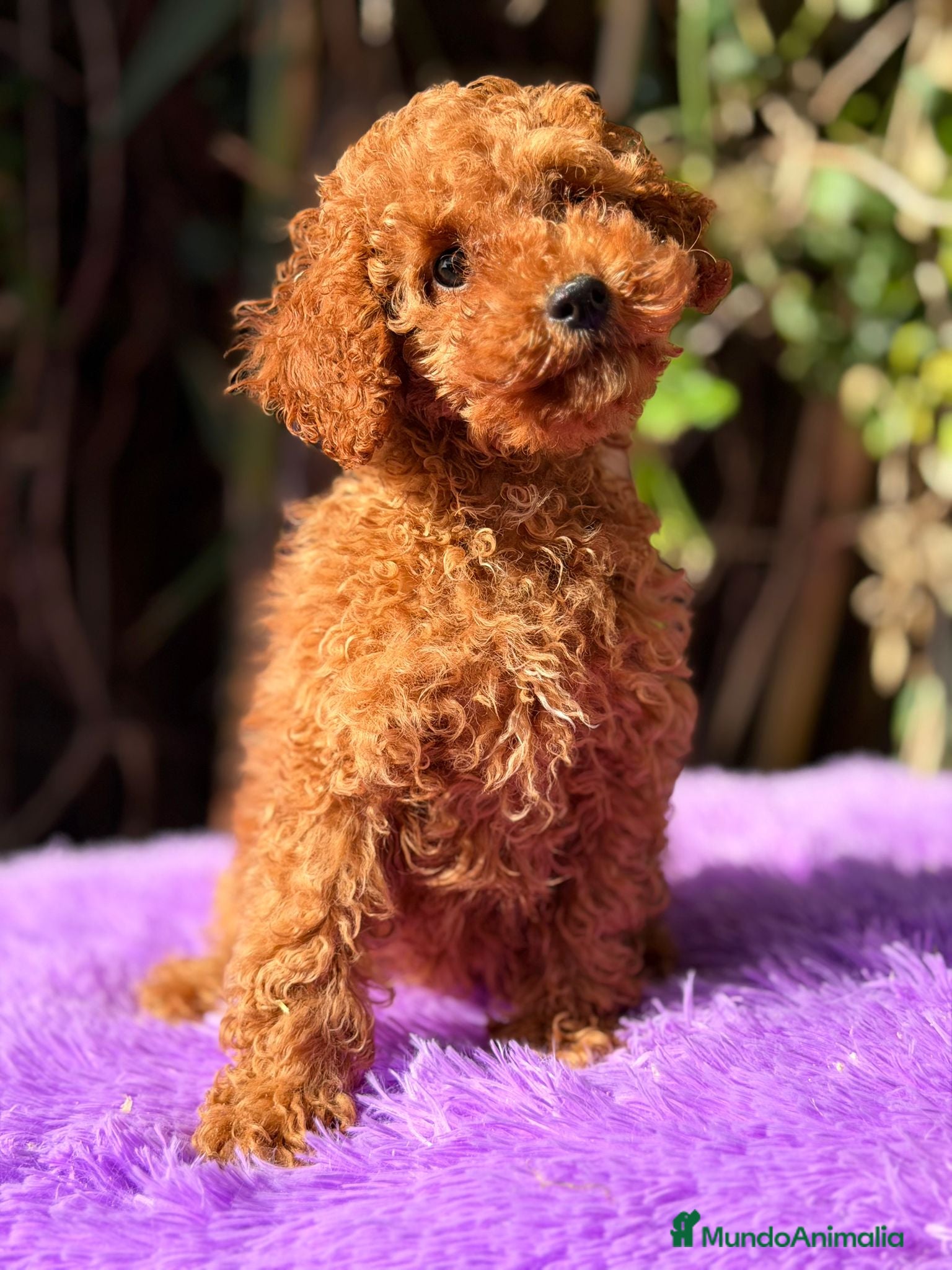 Caniche Enano perros Caniche roja hembra  - Anuncio 2