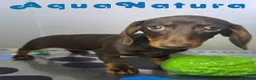 Teckel Miniatura perros en venta: Teckel Hembra DCD 7520 AQUANATURA - Anuncio 5