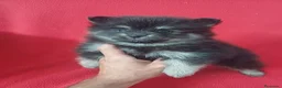Pomerania perros en venta: Pomerania Mini Negro y Fuego  - Anuncio 1