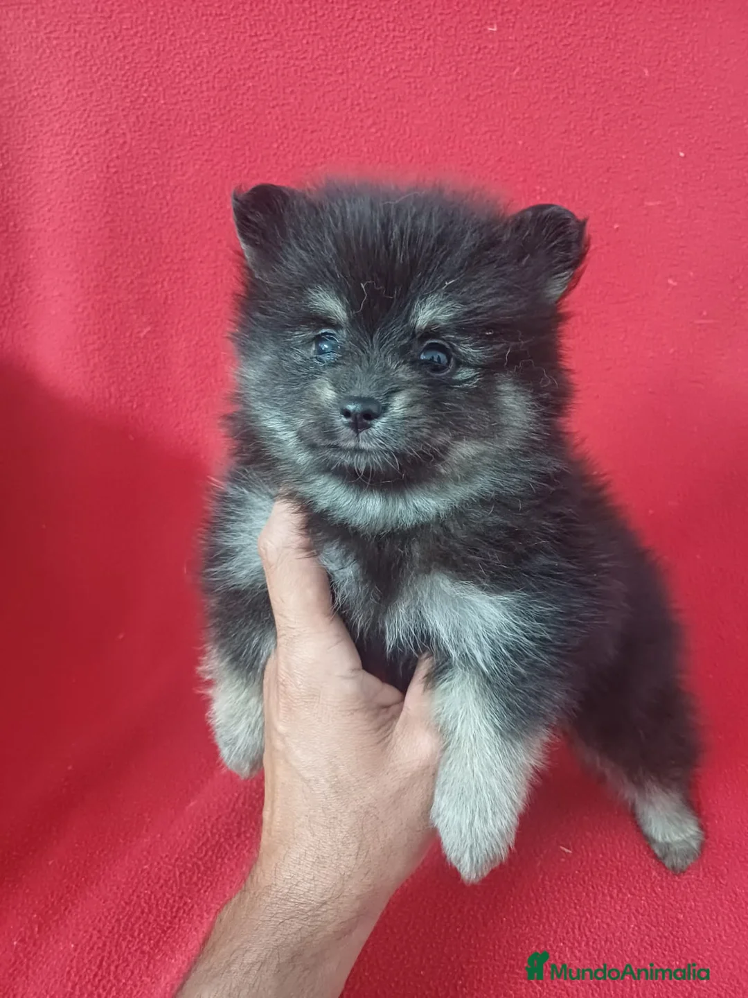 Pomerania perros en venta: Pomerania Mini Negro y Fuego  - Anuncio 1