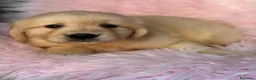 Golden Retriever perros en venta: Camada de Golden retriever dorados  - Anuncio 4