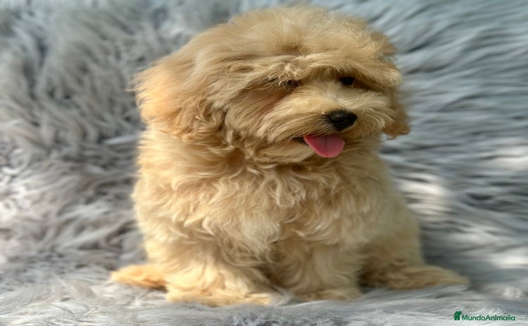 Maltipoo perros - Anuncio 1