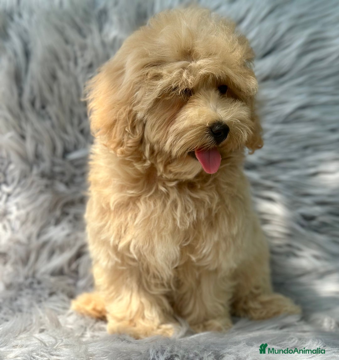 Maltipoo perros en venta: MACHITOS MALTIPOO DISPONIBLES - Imagen 1