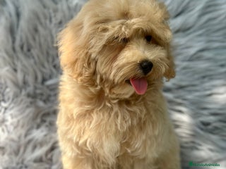 Maltipoo perros - Anuncio 10