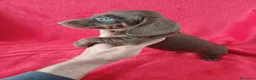Teckel Miniatura perros en venta: Teckel Mini Chocolate Ojos Claros  - Anuncio 2