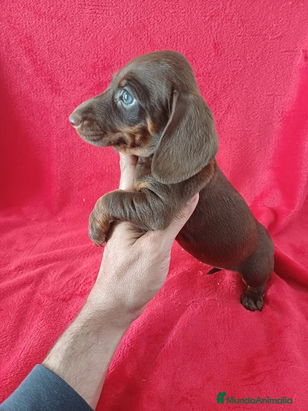 Teckel Miniatura perros en venta: Teckel Mini Chocolate Ojos Claros  - Anuncio 2