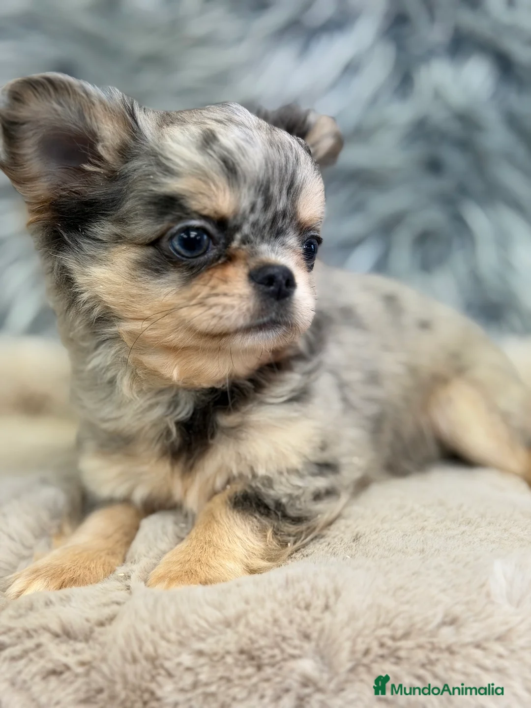 Chihuahua perros en venta: Chihuahua pelo largo Merle  - Anuncio 1