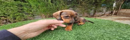 Teckel perros en venta: Teckel  kanichem...OFERTA  - Anuncio 2