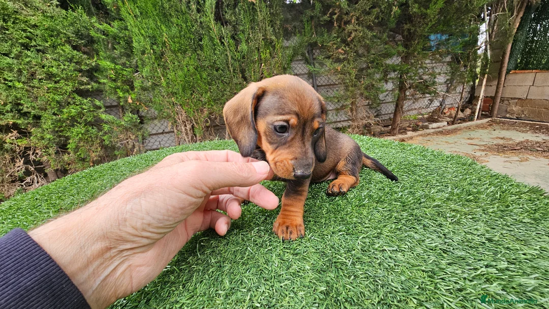 Teckel perros en venta: Teckel  kanichem...OFERTA  - Anuncio 2