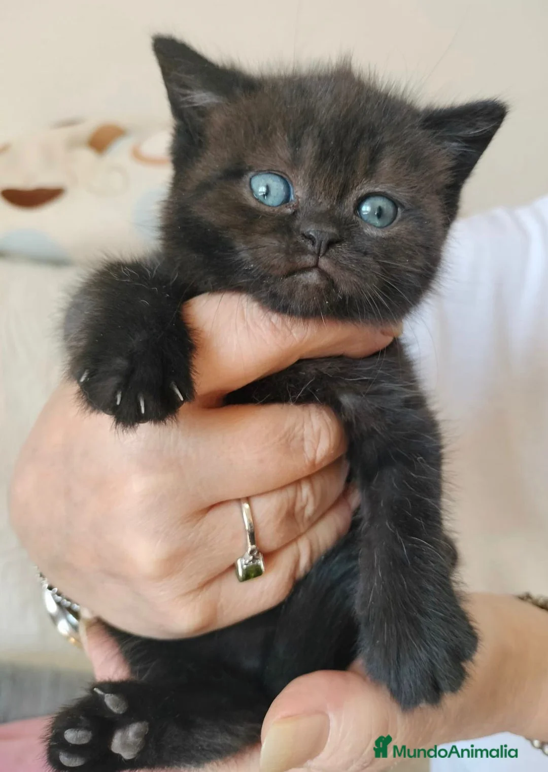 Británico de Pelo Corto gatos en venta: British chocolate  - Anuncio 1