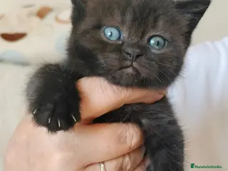 Británico de Pelo Corto gatos British chocolate - Anuncio 2