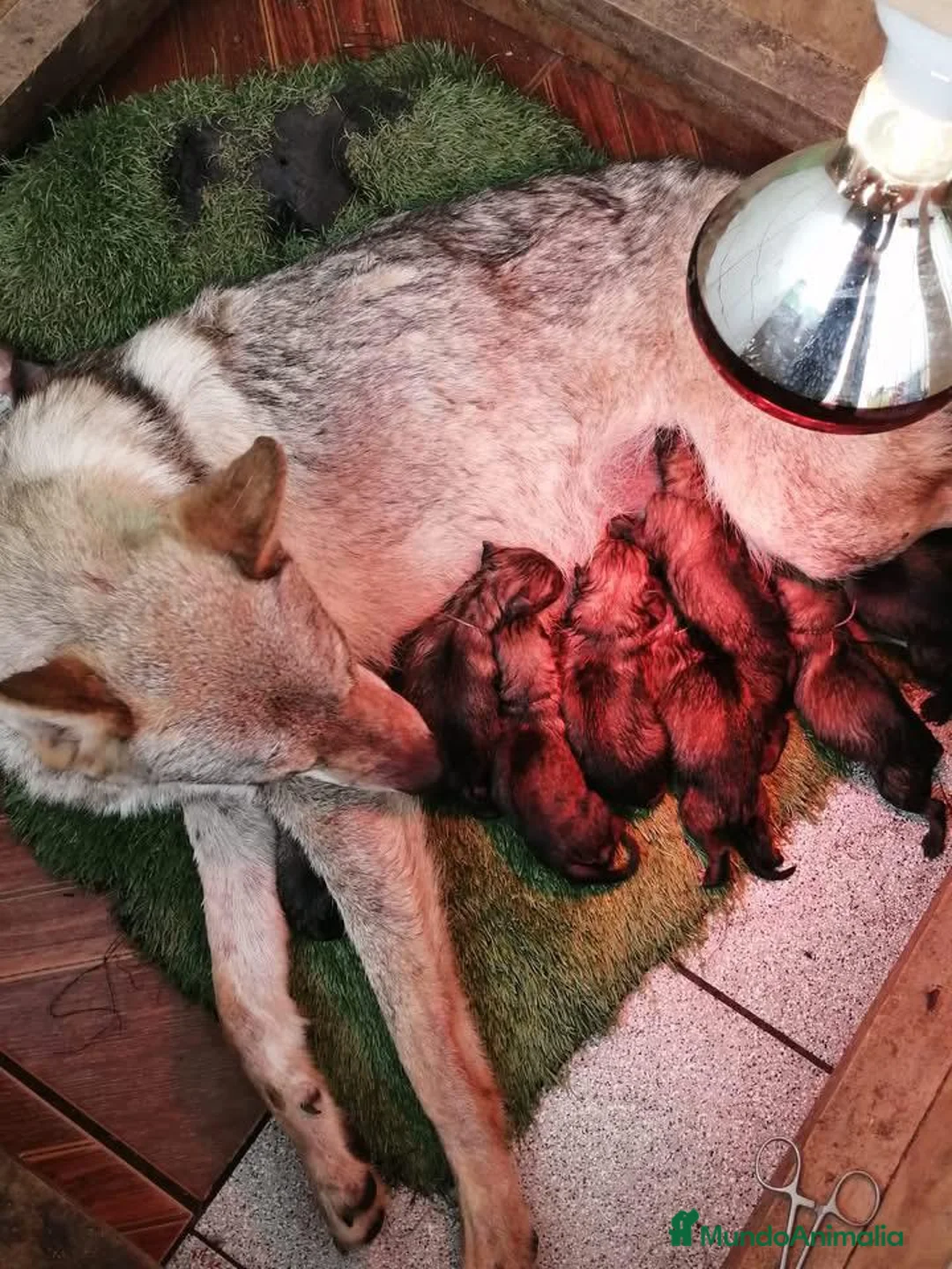 Perro Lobo Checoslovaco perros en venta: Cachorritos lobo checo disponibles - Anuncio 2