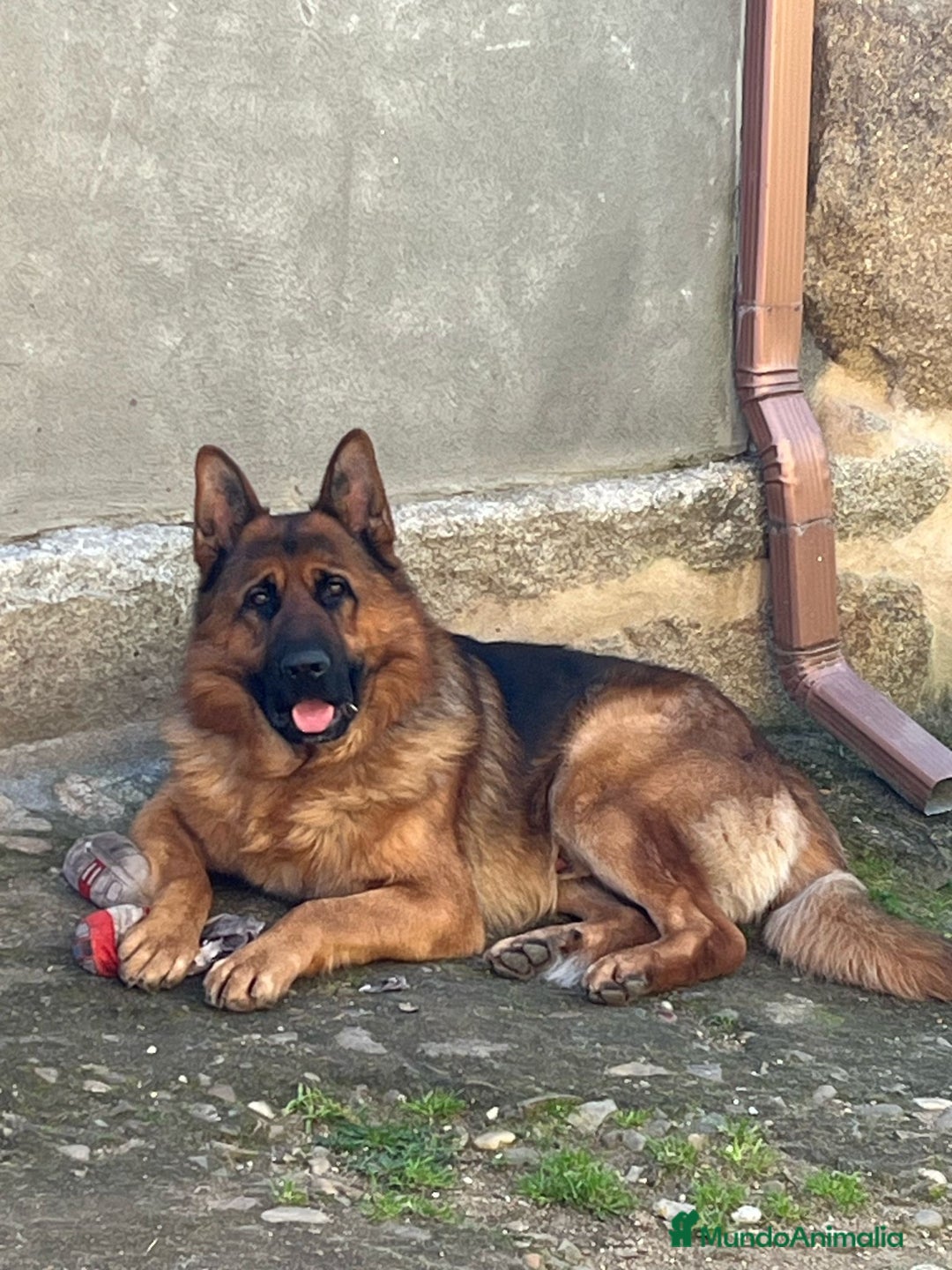 Pastor Alemán perros para monta: Pastor alemán para montas  - Anuncio 9