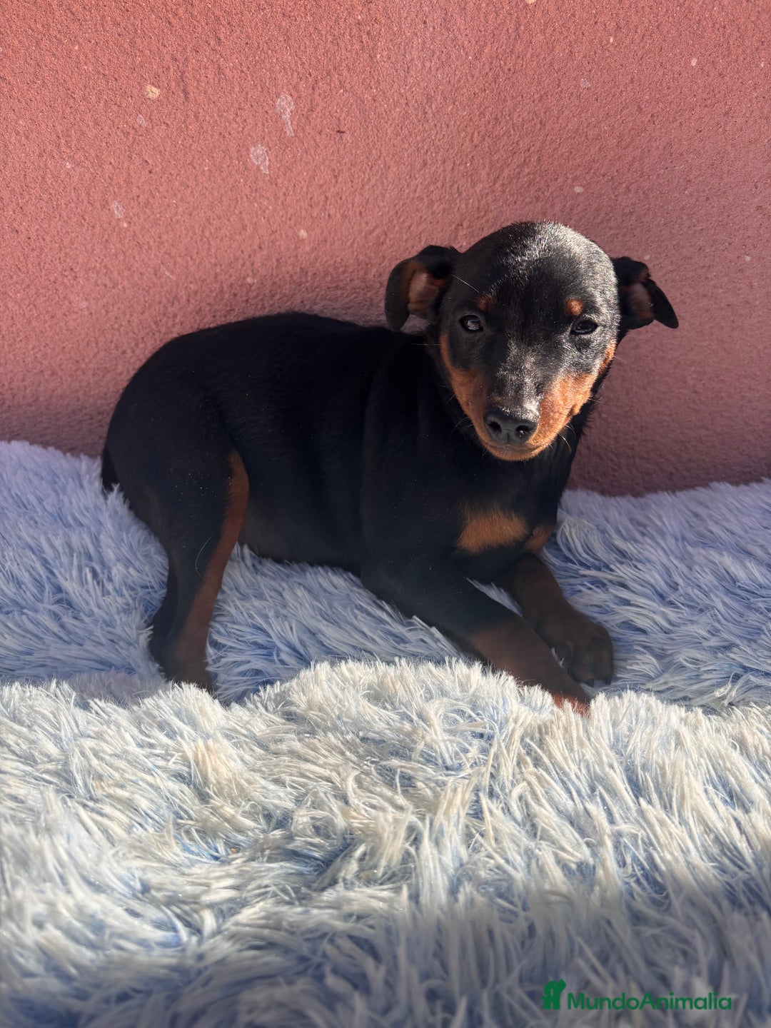 Pinscher Miniatura perros en venta: PINSCHER MINIATURA - Anuncio 4