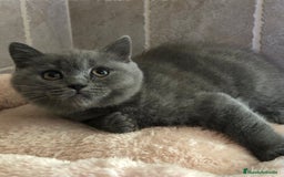 Británico de Pelo Corto gatos en venta: GATITOS BRITISH SHORT HAIR - Imagen 2