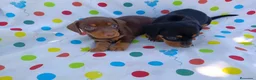 Teckel Miniatura perros en venta: TECKEL CHOCOLATE - NEGRO FUEGO  en Cáceres - Anuncio 1