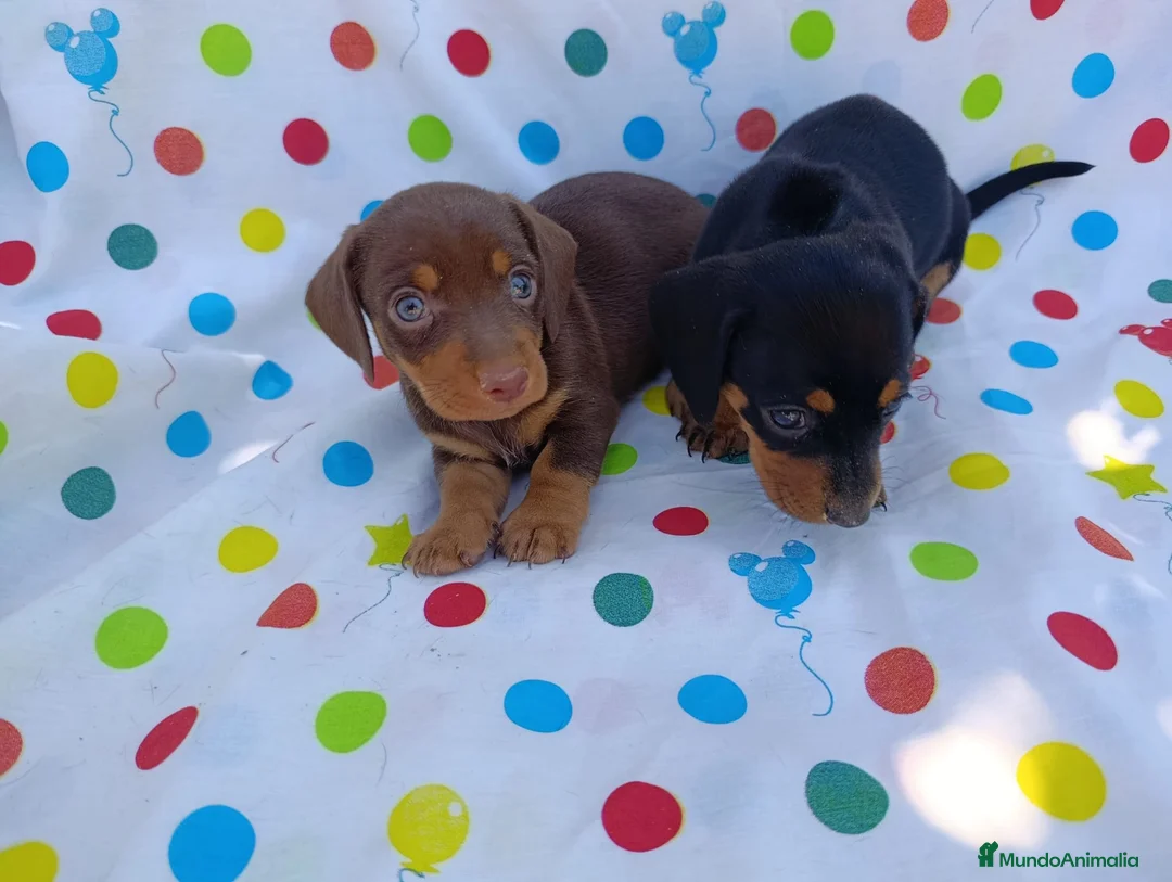 Teckel Miniatura perros en venta: TECKEL CHOCOLATE - NEGRO FUEGO  en Cáceres - Anuncio 1
