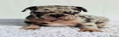 Bulldog Francés 4