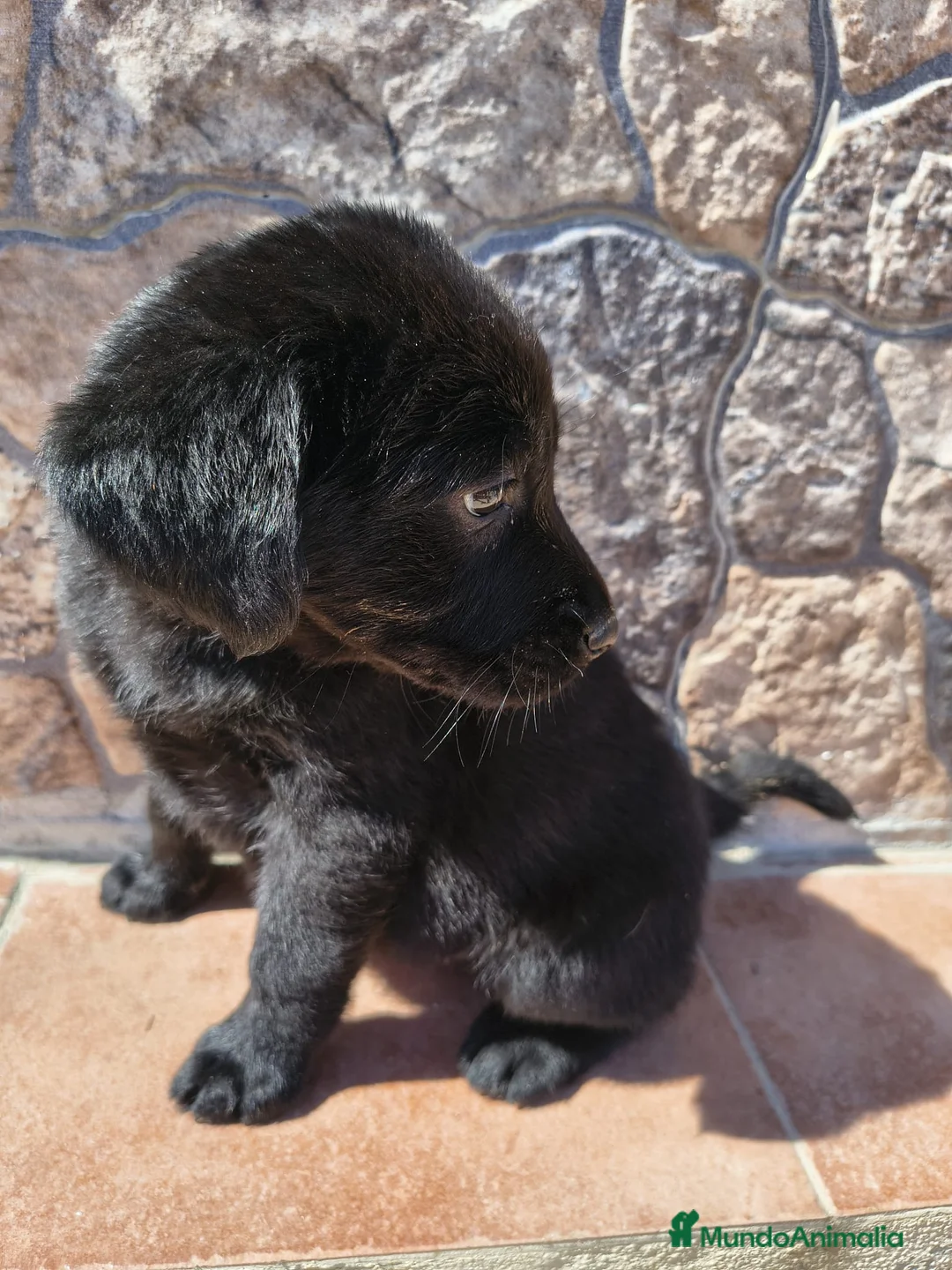 Labrador Retriever perros en venta: Última labradora negro fuego disponible!! - Anuncio 2