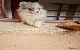Pomerania perros en venta: Pomerania exotico - Imagen 4