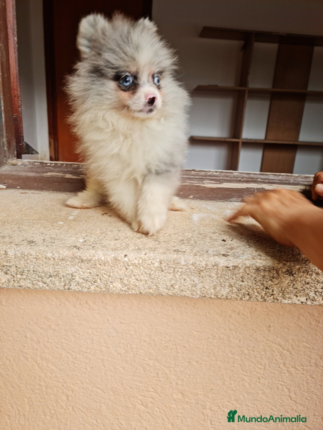 Pomerania perros en venta: Pomerania exotico - Imagen 4