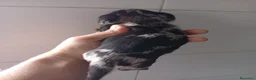 Teckel perros en venta: Hembra de teckel kanichen arlekin plata  - Anuncio 2