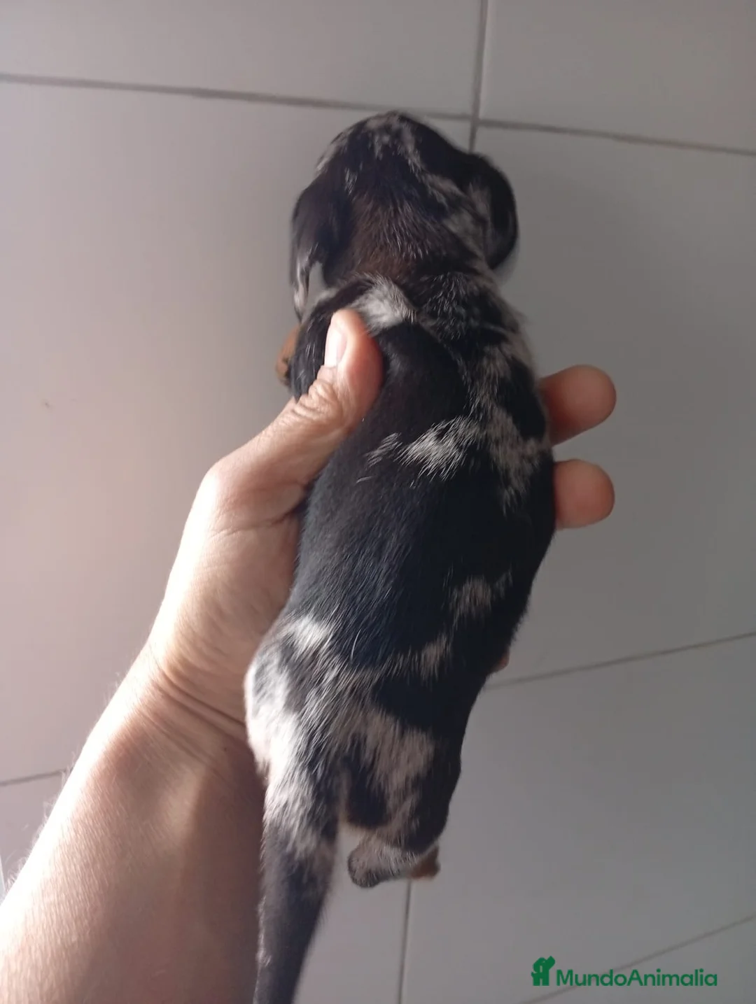 Teckel perros en venta: Hembra de teckel kanichen arlekin plata  - Anuncio 2