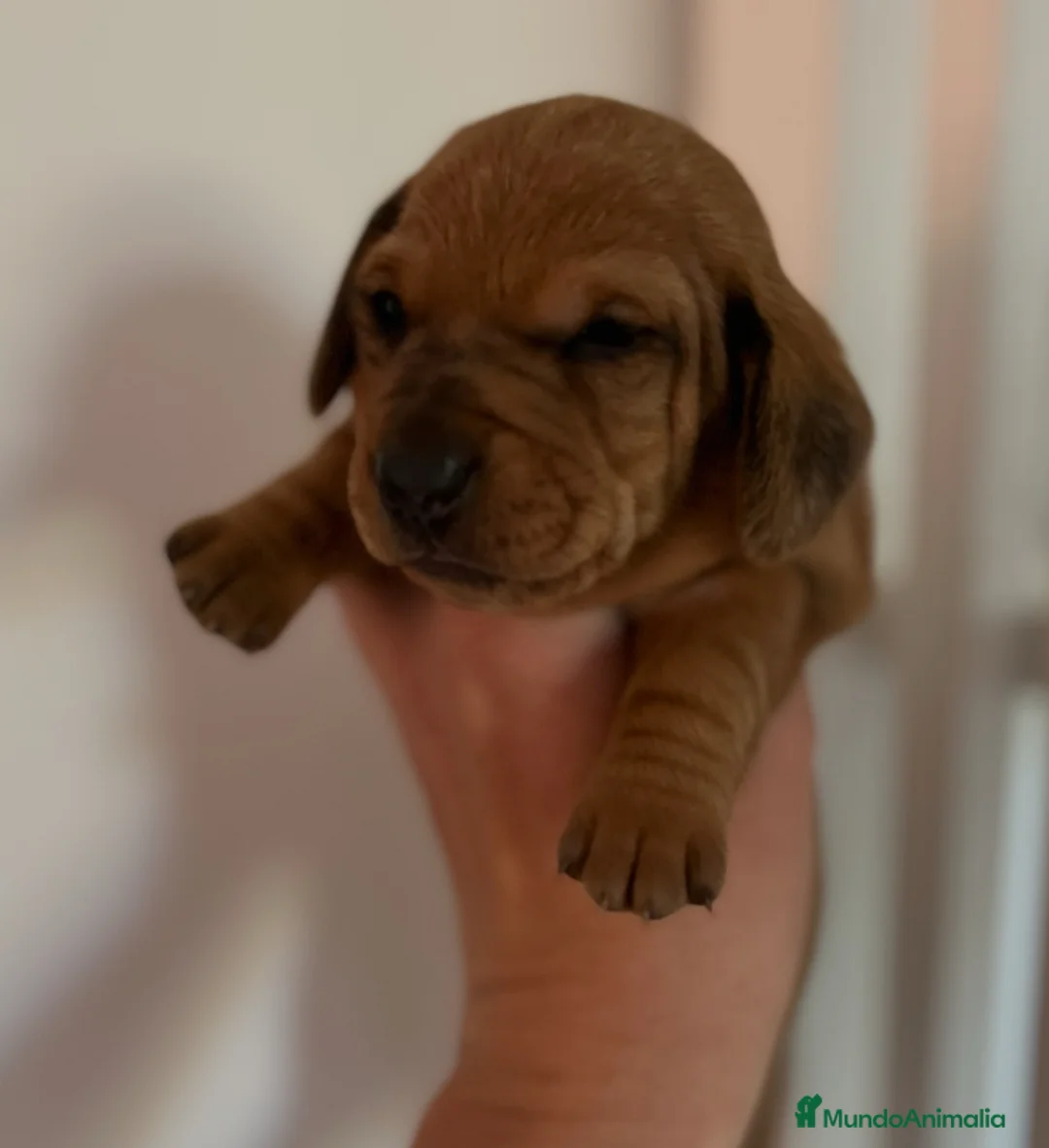 Teckel perros en venta: Teckel miniatura excelente calidad 601144783 en Valencia - Anuncio 4