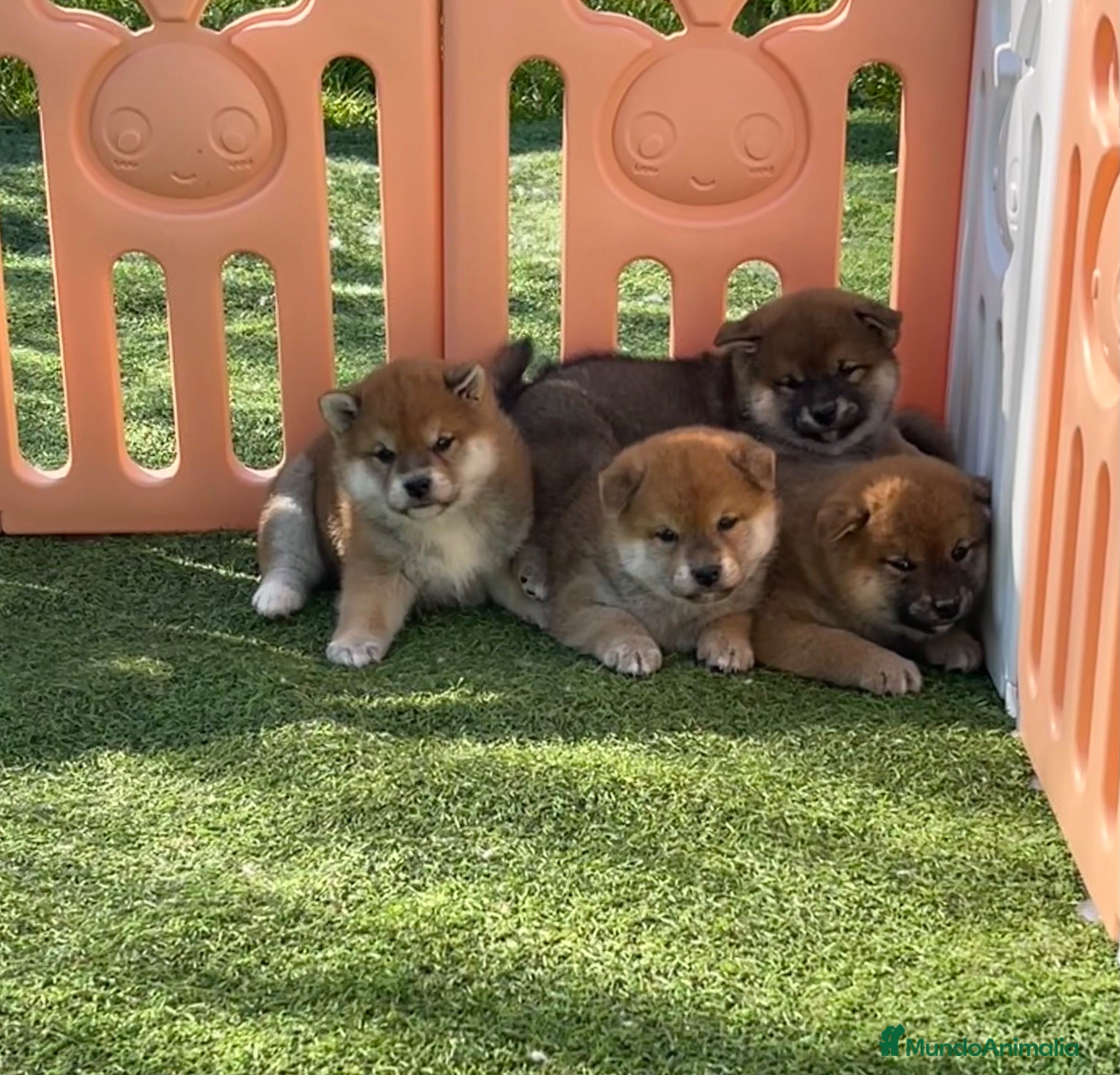 Shiba Inu perros Shiba Inu  - Anuncio 2