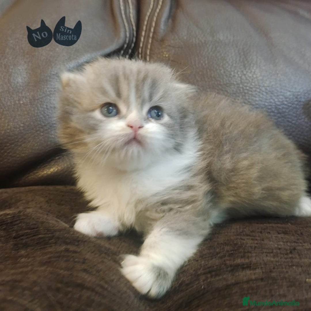 Persa gatos en venta: cachorritos persas  en Barcelona - Imagen 6
